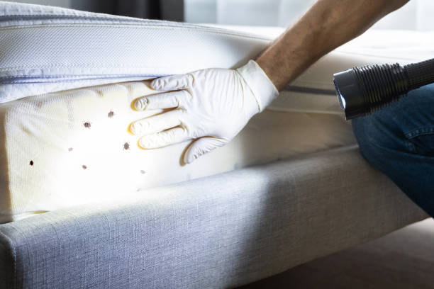 Best Cockroach Control Services  in Jericho, NY