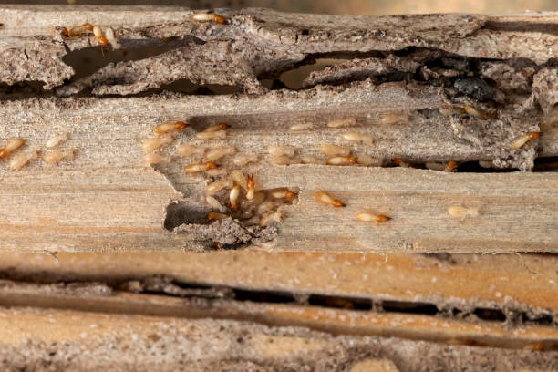 Best Bed Bug Extermination  in Jericho, NY