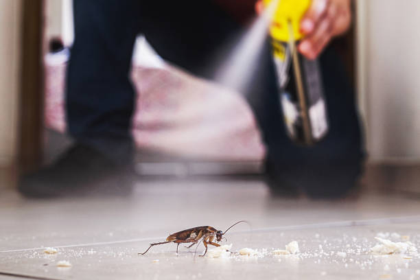Best Flea Control Services  in Jericho, NY